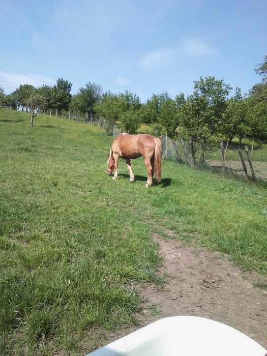Cal  de  vanzare