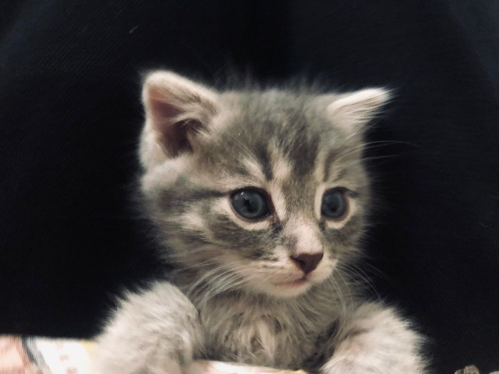 кошка, 3.5 месяц