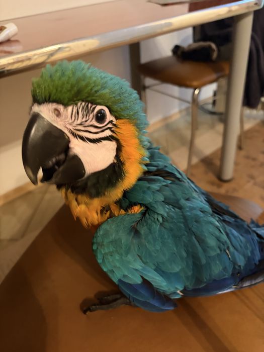 Papagal ara inelat cu adn, mascul