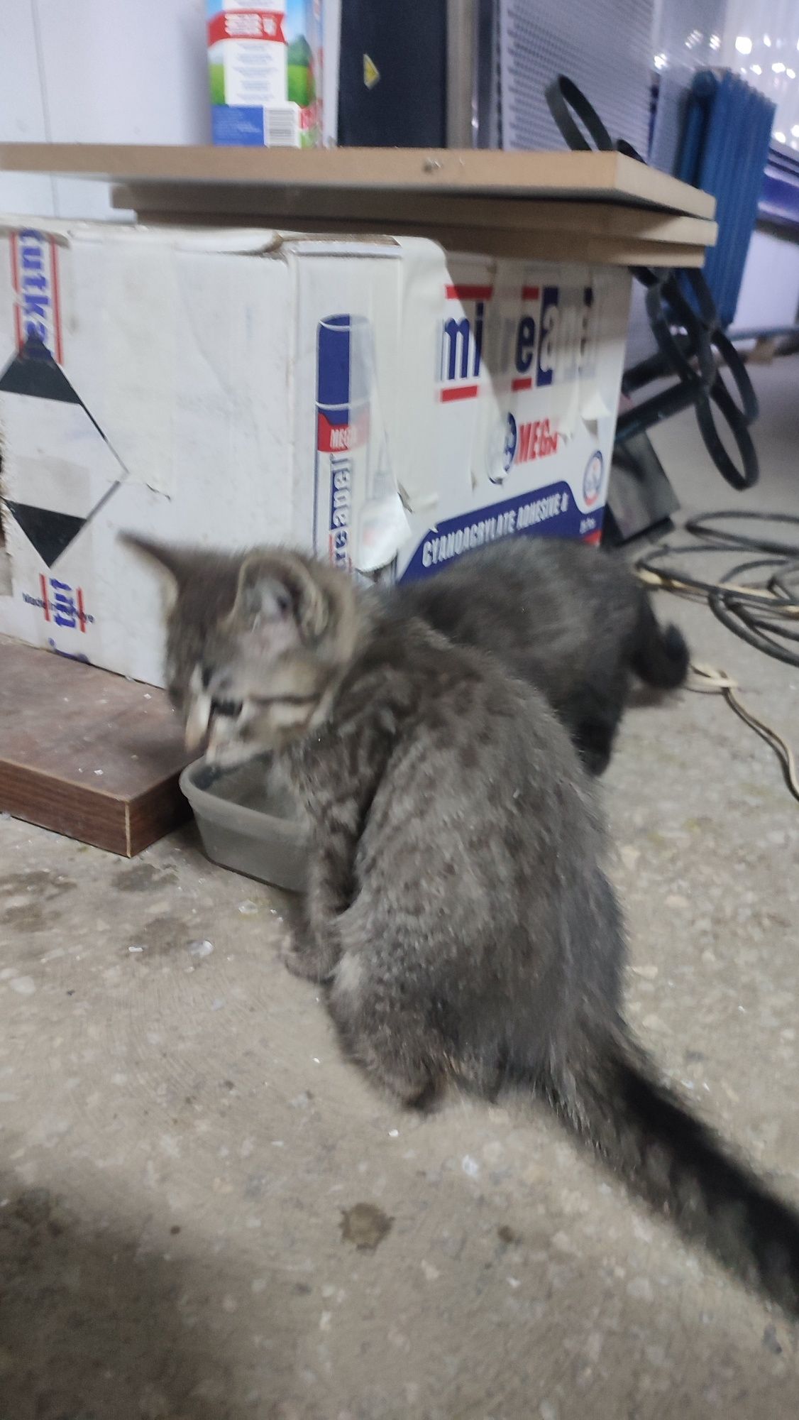 Котята бесплатно