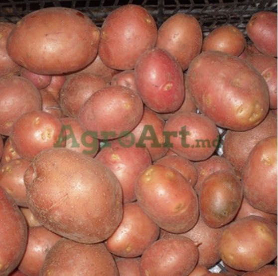 Vand Cartofi consum Belarosa