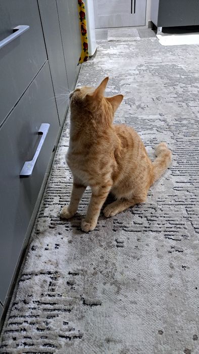 Отдам даром котенка