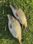 Crap de populat 1,5-3 kg