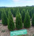 Plante ornamentale. Pin mugo, enupar tarator, glob aurea,artar japonez
