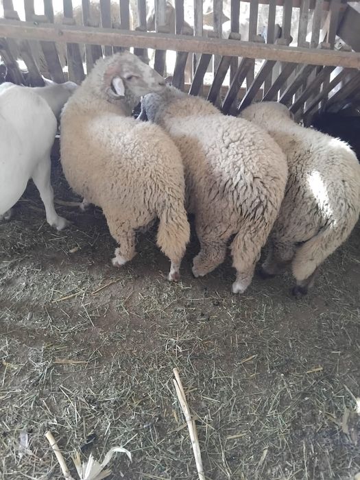 Vand iezi si berbecuti
