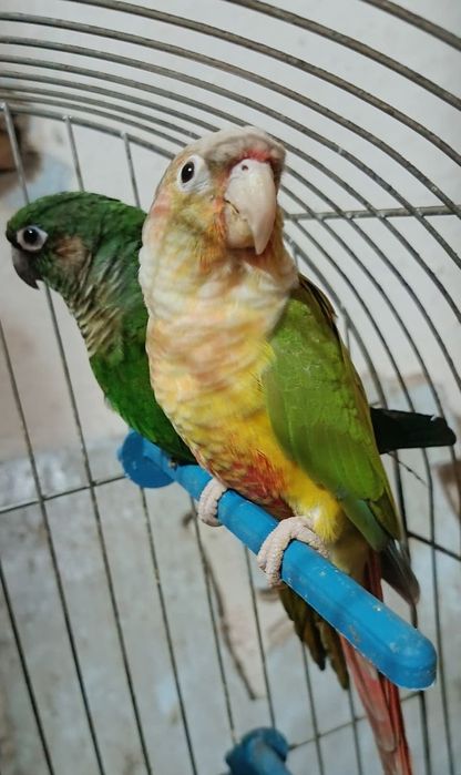 Tineret și perechi pyrrhura