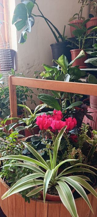 Комнатные растения живой букет карзинка