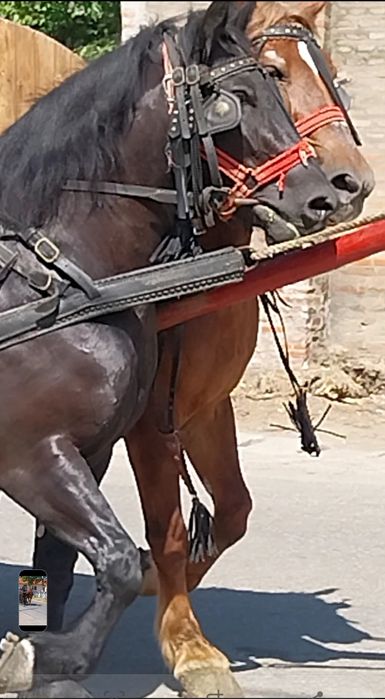 Cai de vanzare.Doua iepe frumoase ,ingrijite si iubite.