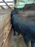 Taur de vânzare angus