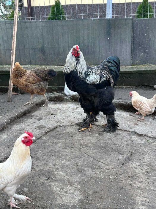 Cocosi de vanzare (matase japoneza cochinchina pitic si  brahma )