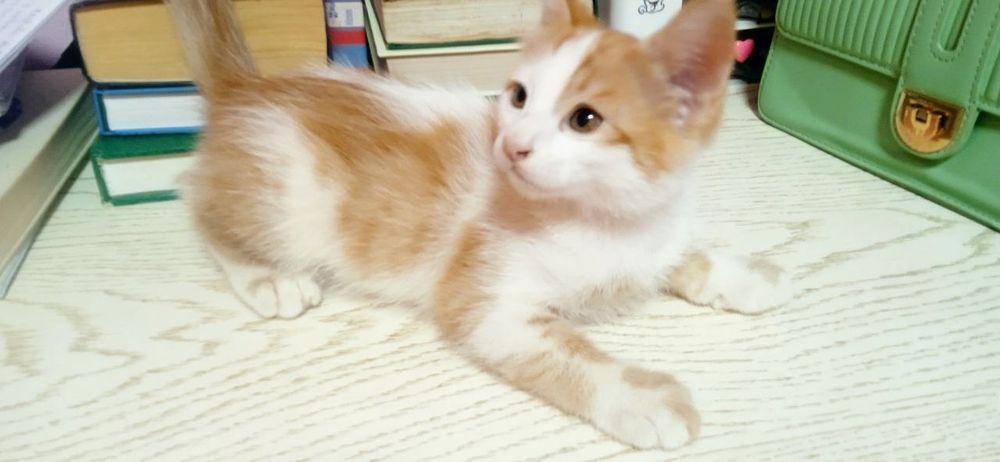 Продаётся котёнок