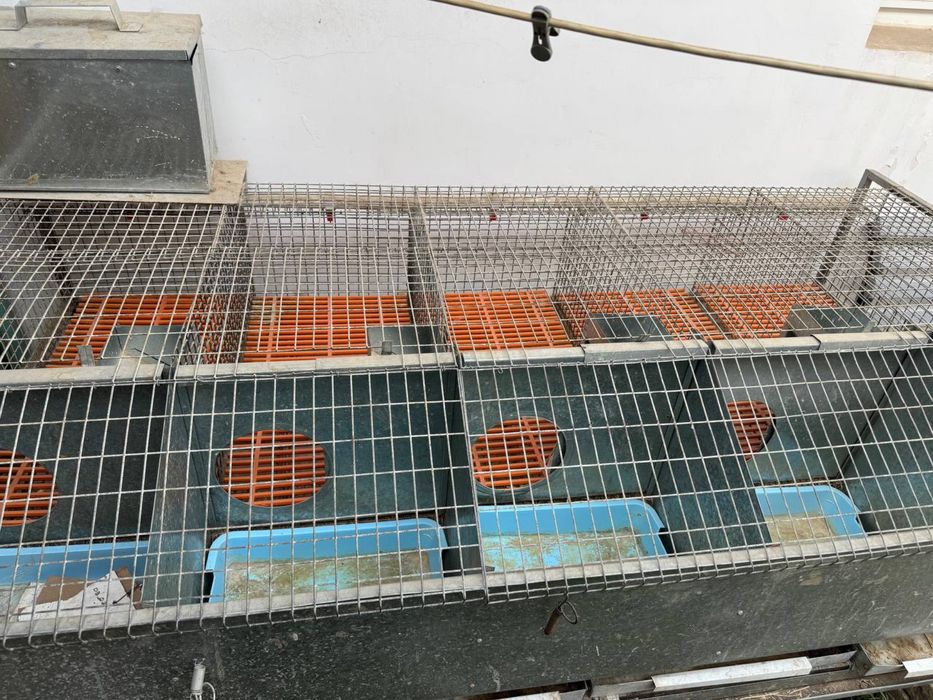 Quyon qafas | куён кафас