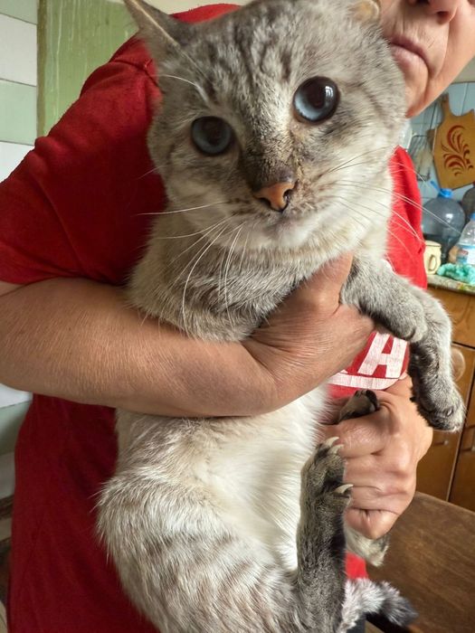 Породистый красивый  Котик бесплатно