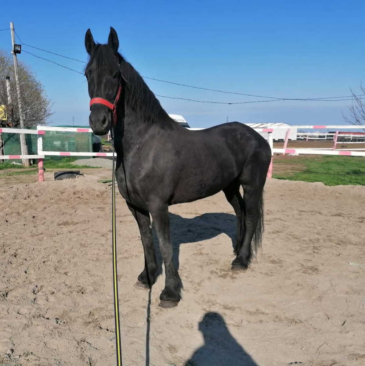 DE VANZARE  Friesian