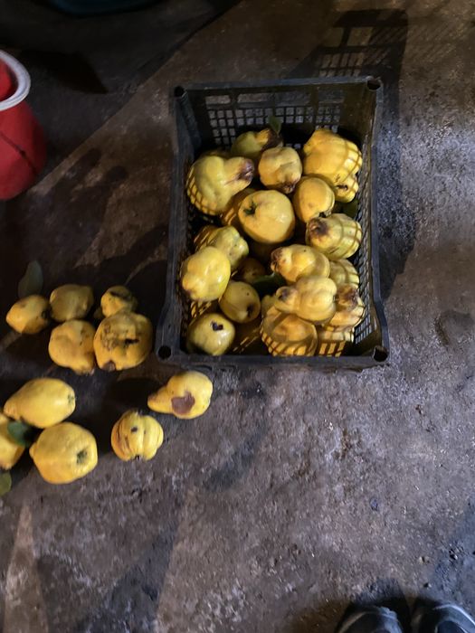 Gutui din gospodărie proprie disponibile 10 kg.  10lei/kg