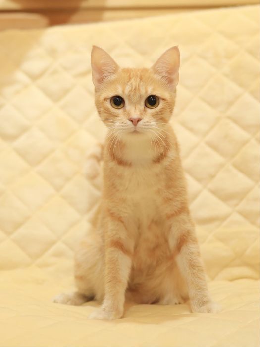 Кошка ищет теплый дом