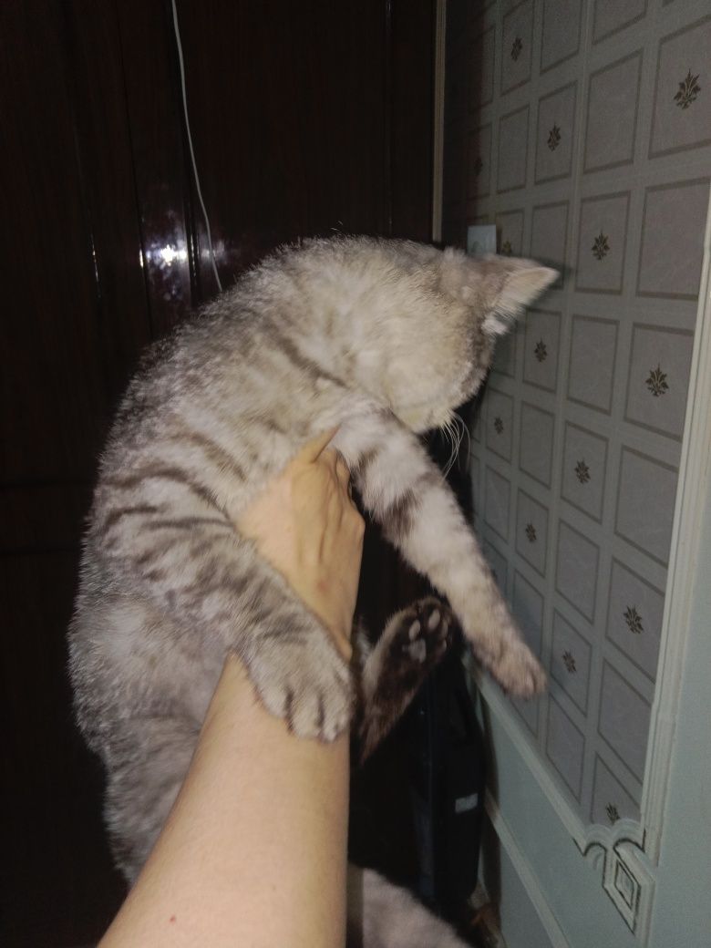 Кошечка в добрые руки