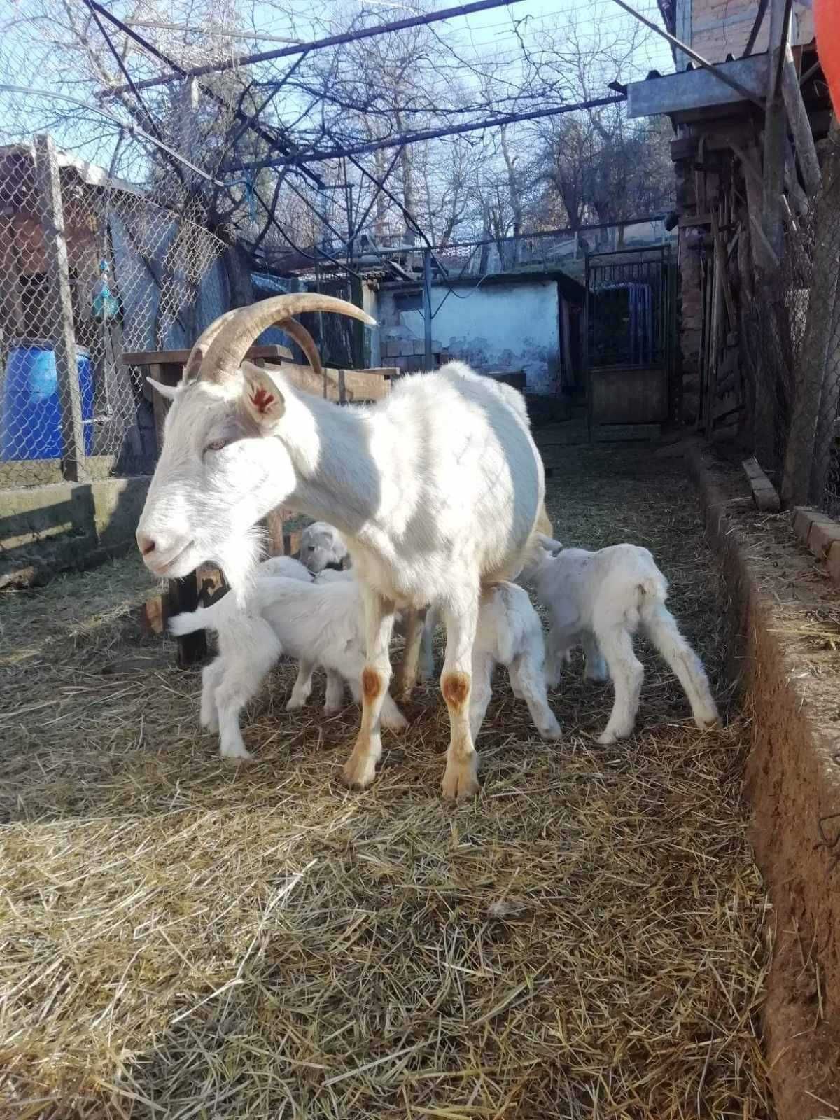 Ярета, порода ББМ, новородени и отраснали