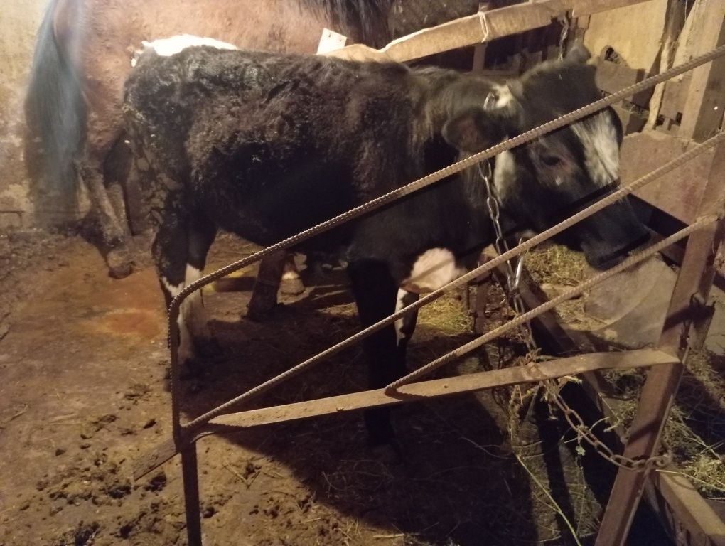 Продам срочно телачку