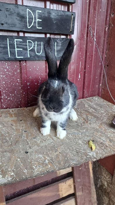 Pui de iepure masculin