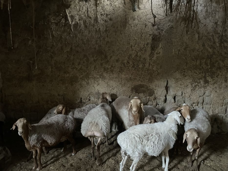 Хисори куйлар оптом сотилади