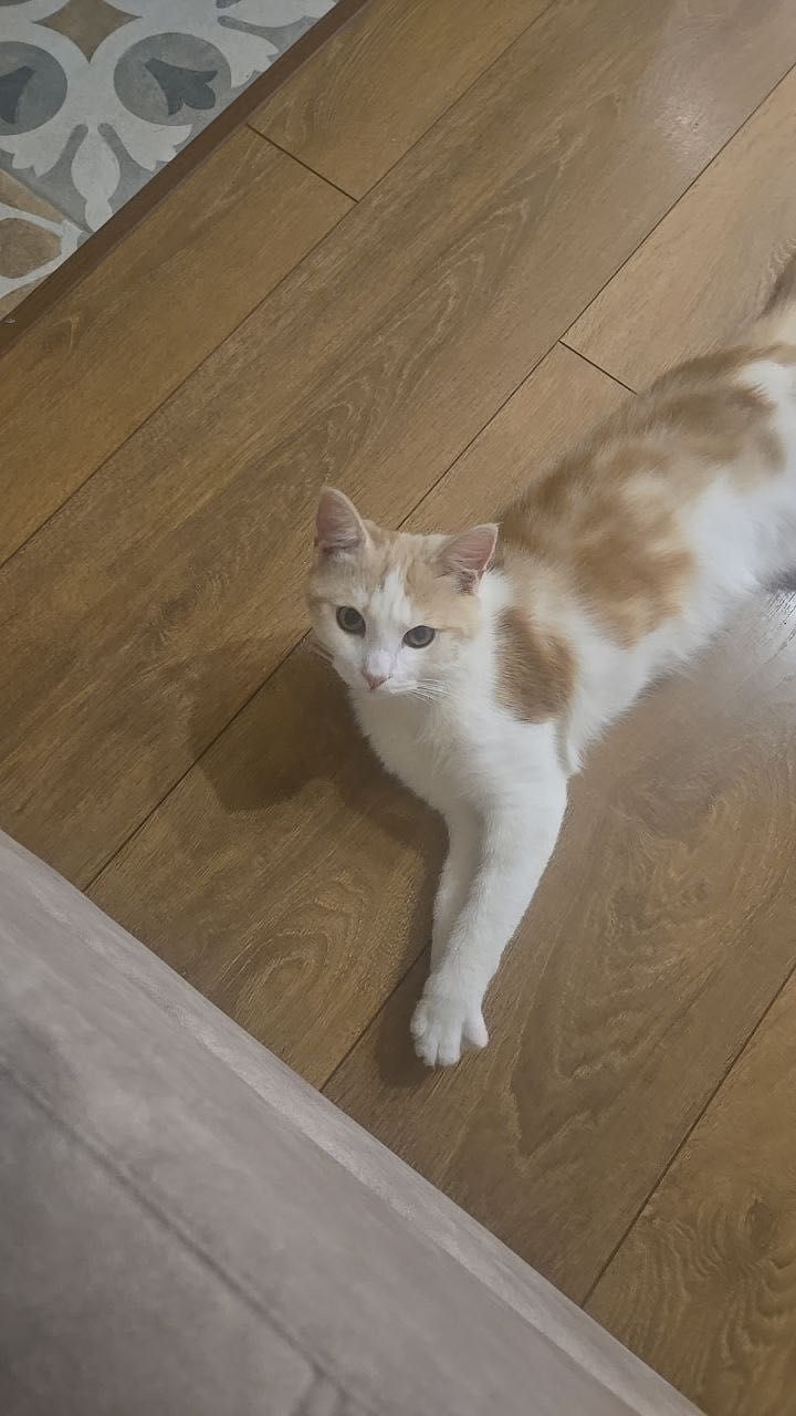 Спасенный котенок 8 месяцев