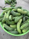 Продам дачные огурцы
