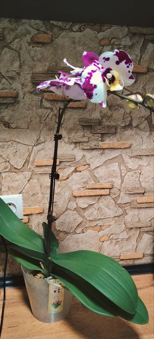 Орхидея Phalaenopsis