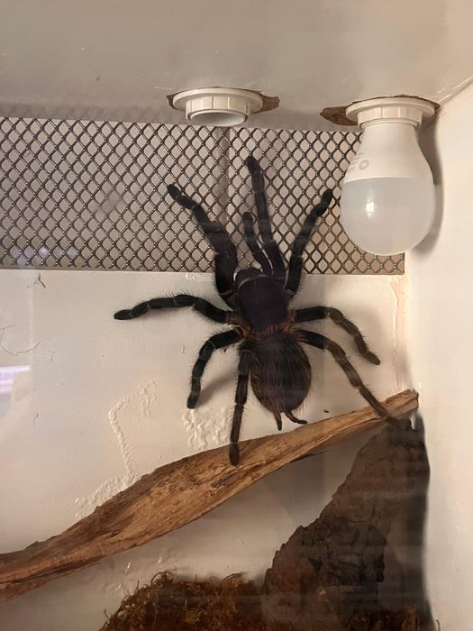 Vand tarantula lasiodora parahybana