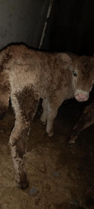 Vând 3 tăurași și o vită