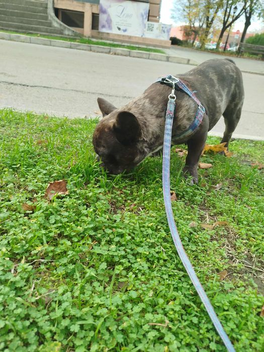 Продава се женска от породата. Френски булдог