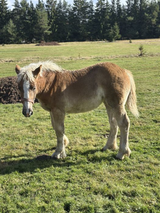 Iapa gestanta 4 ani si manza 7 luni