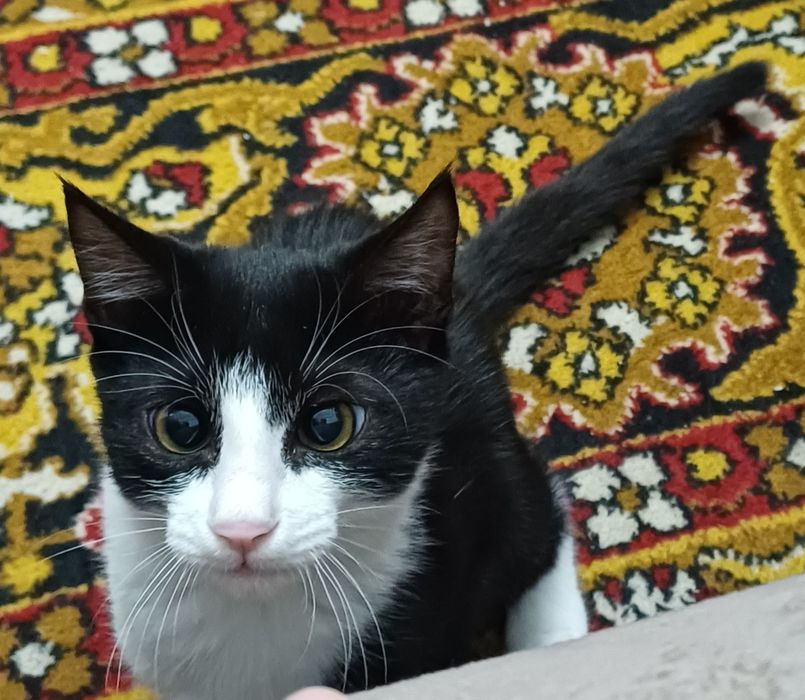 Отдам в добрые руки котёнка 4 месяцев