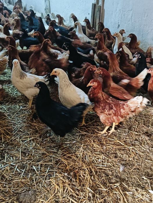Puicuțe, tineret rase de ouat