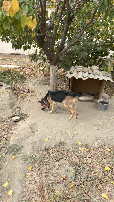 Продается чистокровная немецкая овчарка