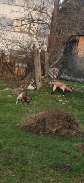 Vând o capra și o iada ambele gestante