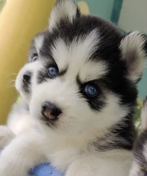 Husky siberian superb