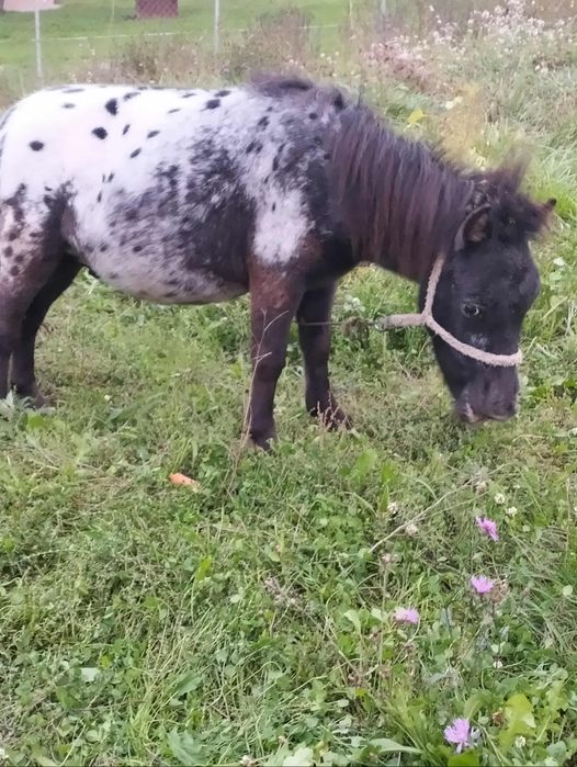 Poneiul se afla in popeni Salaj