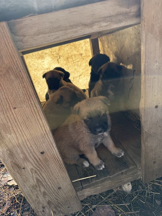 Продам щенки бельгийской овчарки