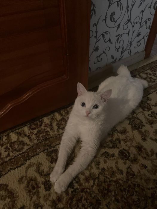 Отдам кота породистого