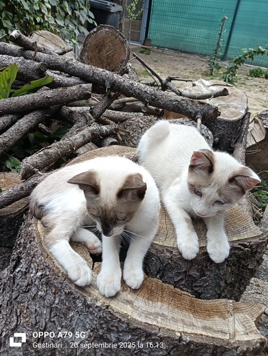 Pisoi deosebit de frumosi pentru adopție!