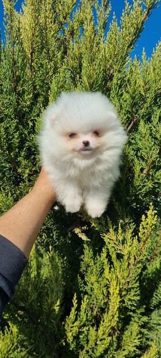 Померан мини померан