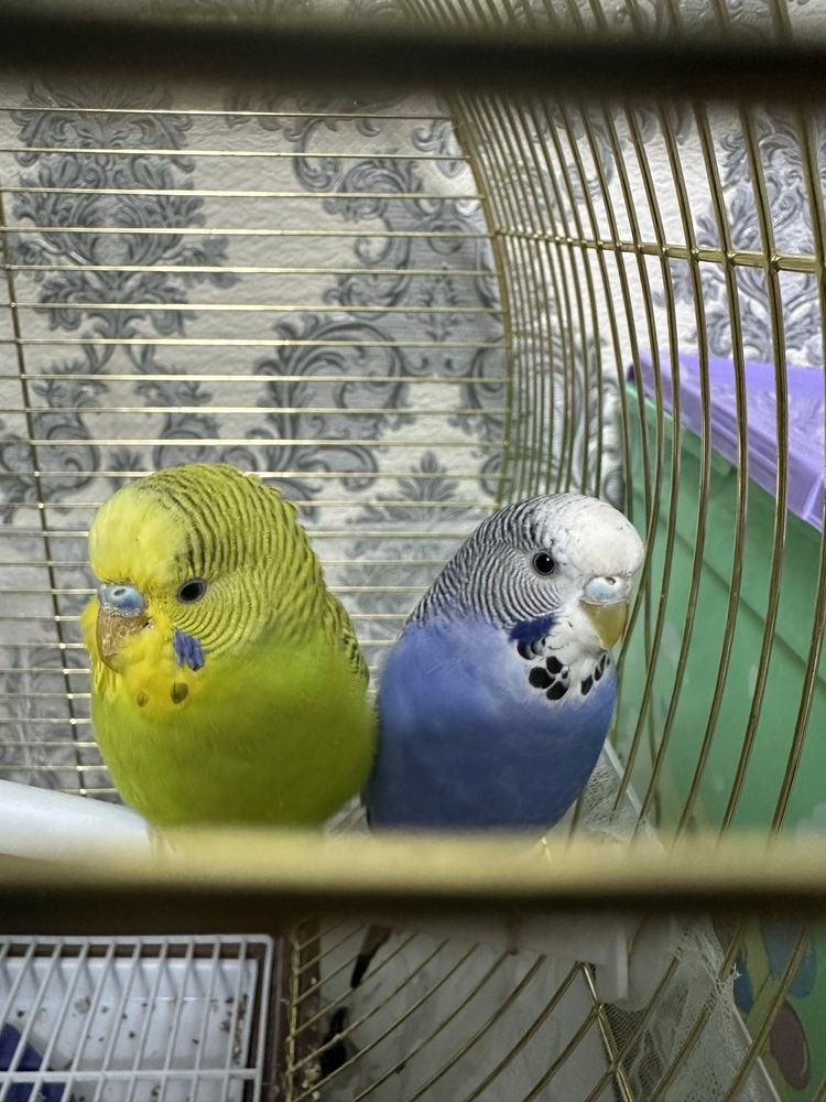 Попугай, домашние птички