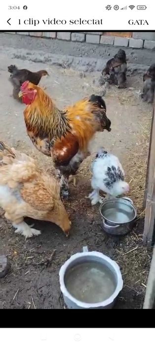 Vând păsări Brahma în Arad