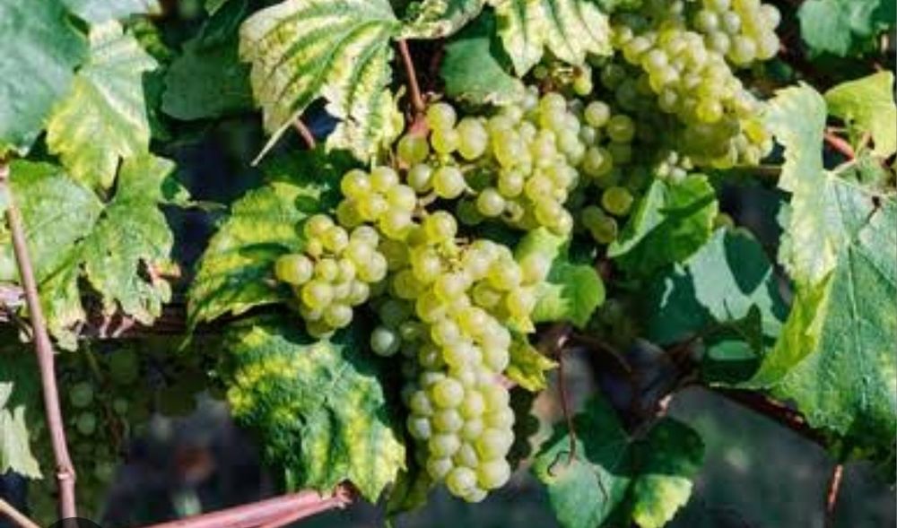 Struguri pentru vin și pentru masa