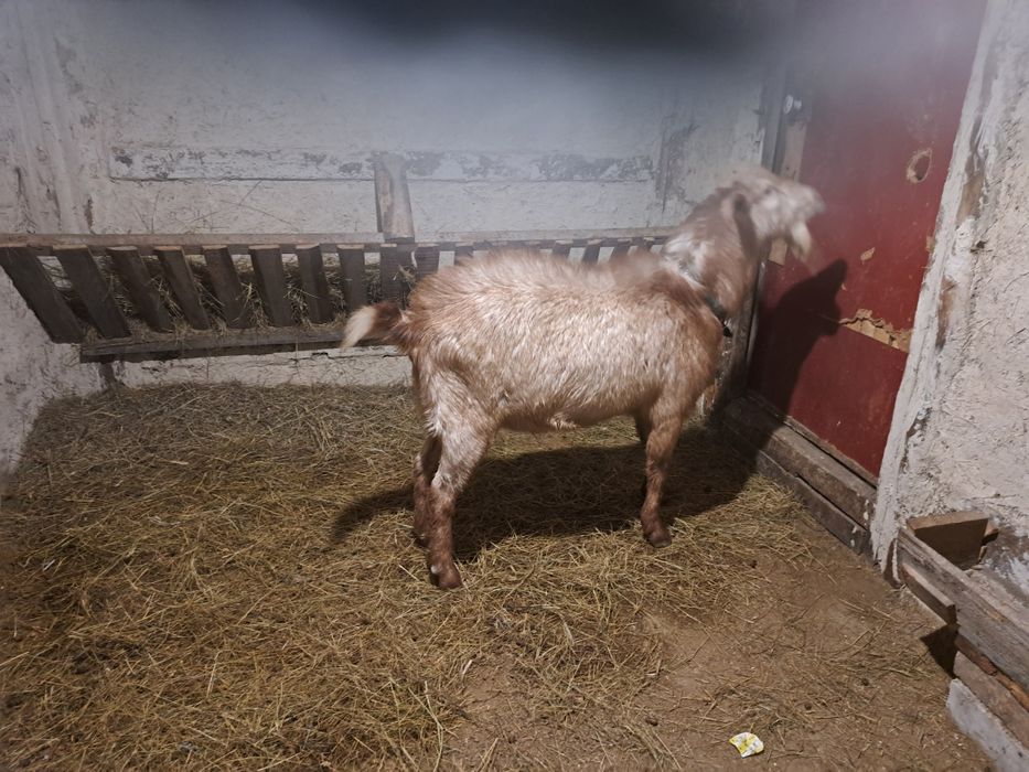 Продаётся кастрация козел