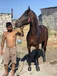 Vand trapas urgent