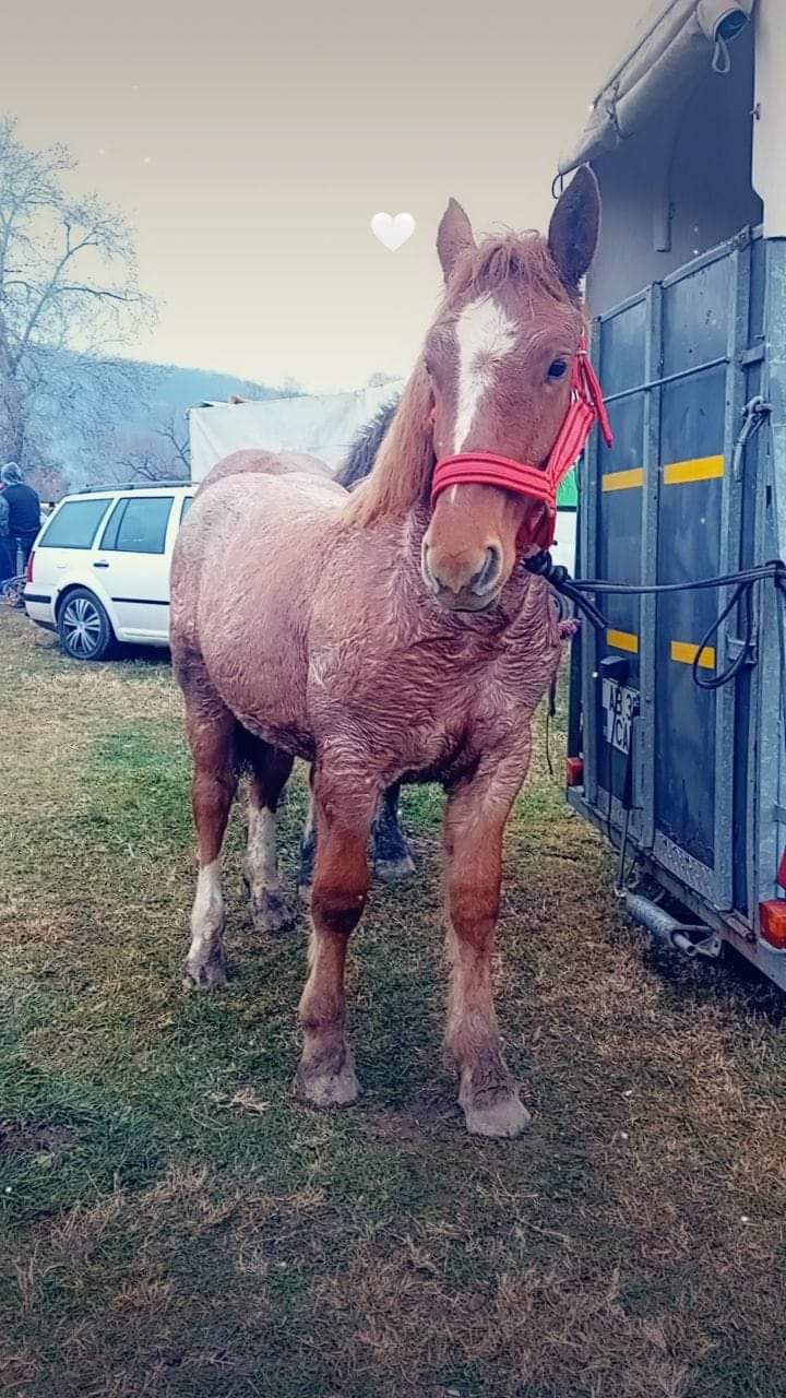 Vând două mânze!