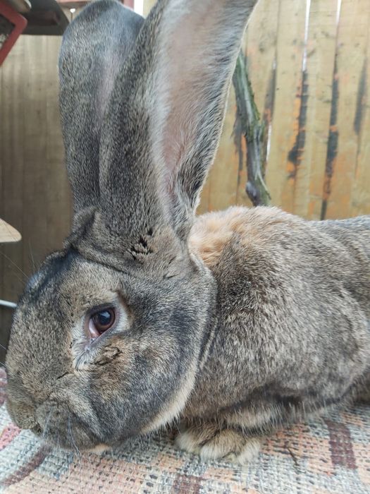 Vând iepuri Uriaș German