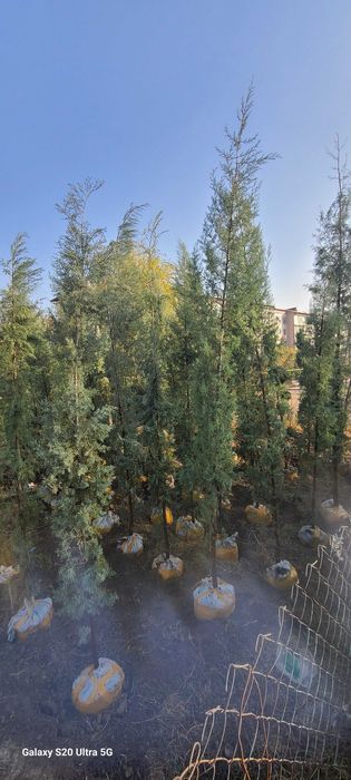 Голубой кипарис арчалар сотилади